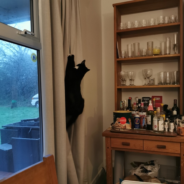 Microchip cat flao