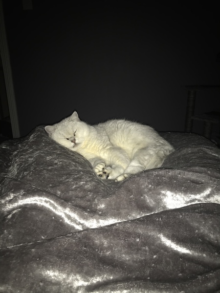 How to create a lap cat