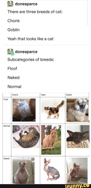 What is your favourite colour of cat ?