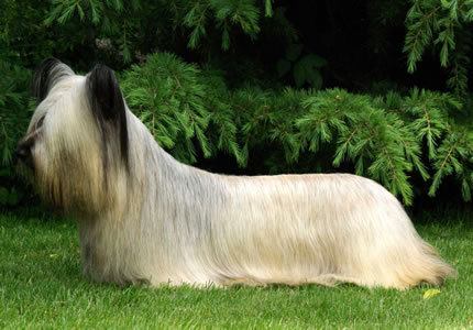 If you have a small(ish) dog what dog do you have and why did you choose them?