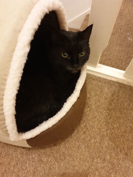 Does anyone get annoyed that there’s less stuff for cats?