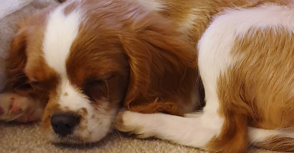 Whose dog is the cutest?