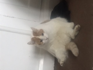 Join me for a live induction thread!