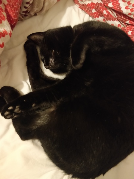 What is your favourite colour of cat ?