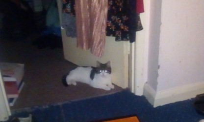 Cat chat - The Ollie and Paws show, with extra Little K drama