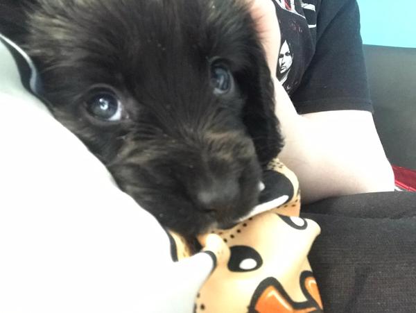 Going to look at a cockerpoo puppy this morning