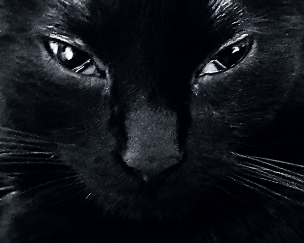 What is your favourite colour of cat ?