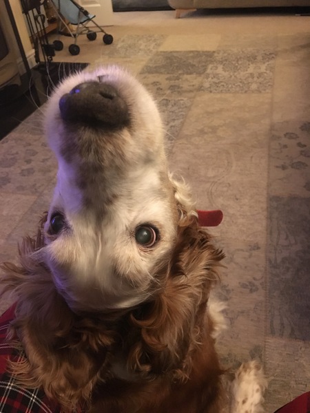 Happy New Year doggos!