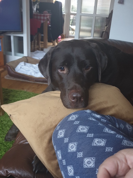 Whose dog is the cutest?