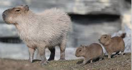 To consider a Muntjac Deer for a pet?