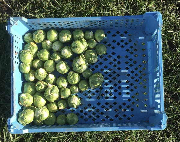 Allotment/Veg Patch Thread 14 ! growing into summer