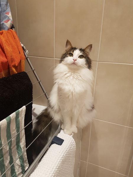 What breed could my cat be?