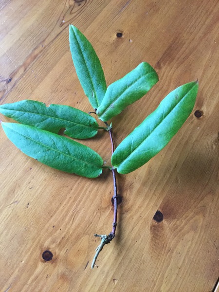Can anyone identify this please?