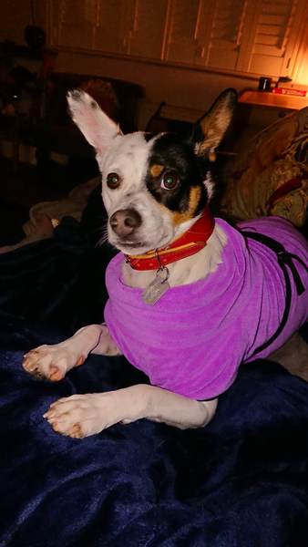 Whose dog is the cutest?