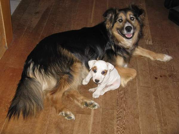 Whose dog is the cutest?