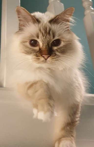 Is it fair to have an indoor cat?