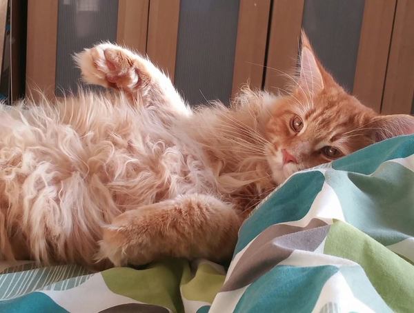 What is your favourite colour of cat ?