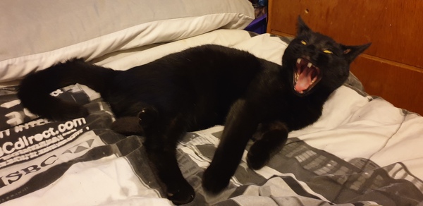 Really worried about my balding cat