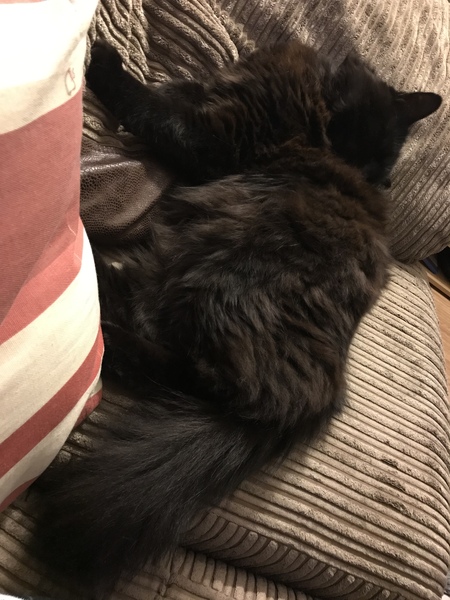 What is your favourite colour of cat ?