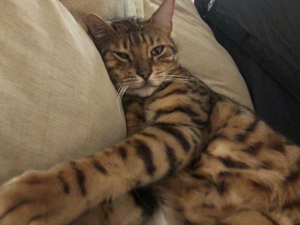 Tell me about your pet’s most annoying habits