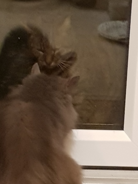 Thug Cat part 2. What, has this thing appeared again tonight?