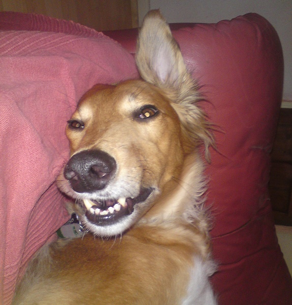 Whose dog is the cutest?