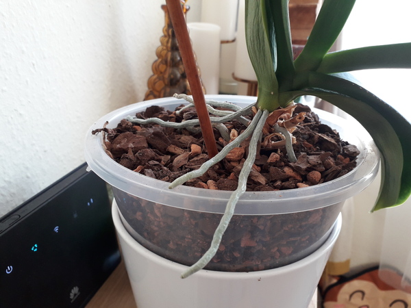 Do I need to repot my orchid to bury the roots?