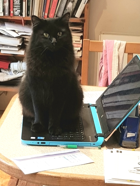 Thug Cat part 2. What, has this thing appeared again tonight?