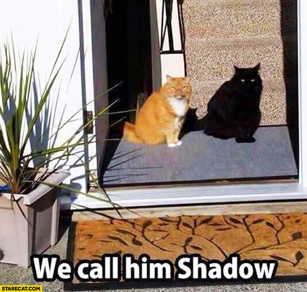 What is your favourite colour of cat ?