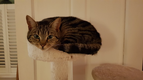 Westministenders: Canada Plus and the Transition Phase