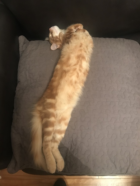 What does your cat identify as?