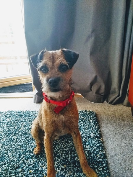 Whose dog is the cutest?