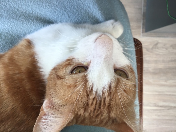 What's your DCat up to today? (Thread 7!)