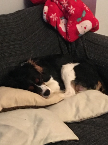 If you have a small(ish) dog what dog do you have and why did you choose them?