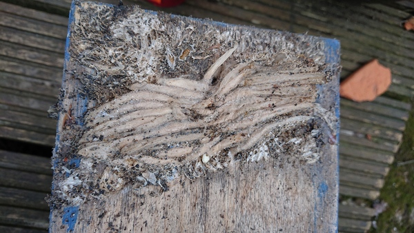 Anyone know what these are (some sort of cocoons?)?