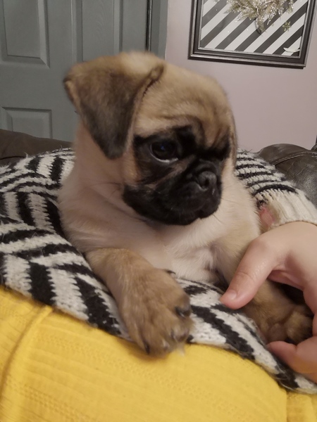 What breed/breeds, crossbreed is this dog?