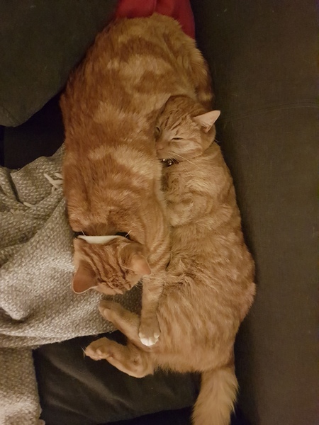 What is your favourite colour of cat ?