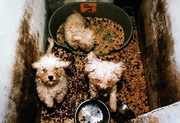 Going to look at a cockerpoo puppy this morning