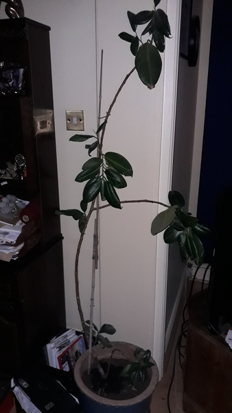 Advice for rubber plant please