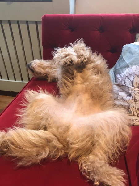 Whose dog is the cutest?
