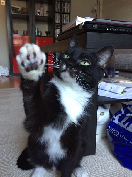 Why won't the cat leave my toddler alone?