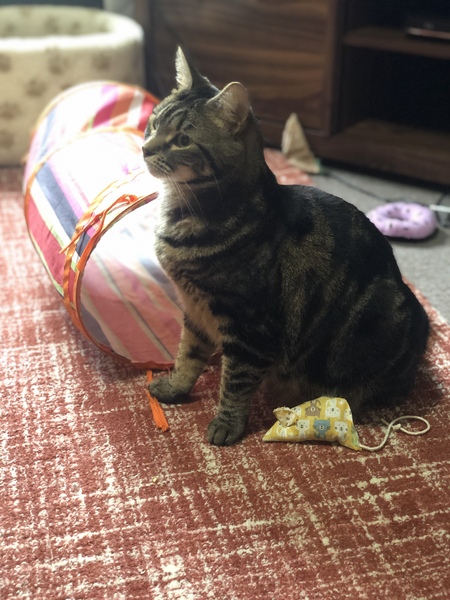 Mollies Mice. Best cat toys ever!