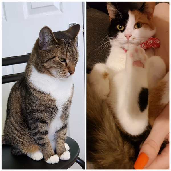 Really worried about my balding cat