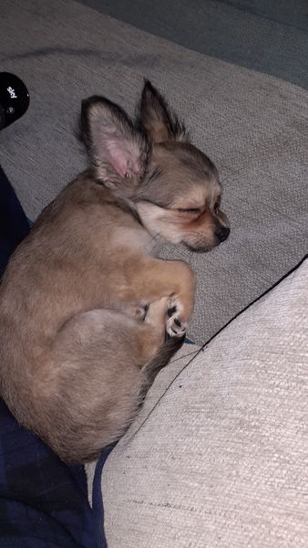 Whose dog is the cutest?