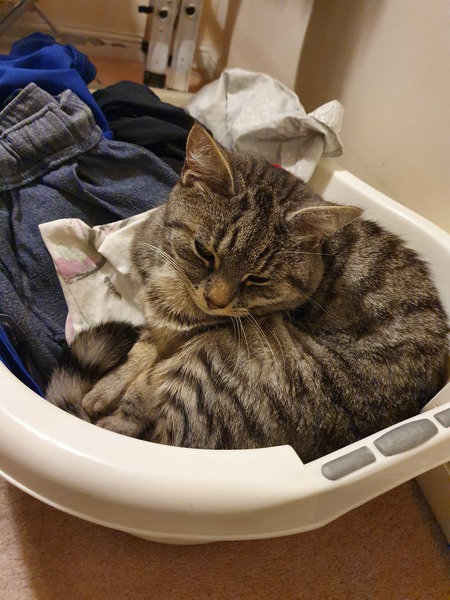 What is wrong with DCat1's chair?