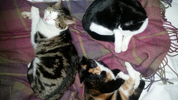 What is your favourite colour of cat ?