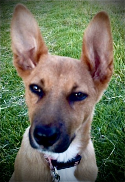 Whose dog is the cutest?