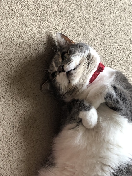 What is your favourite colour of cat ?