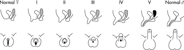 Biologists take on sex seen in fab
