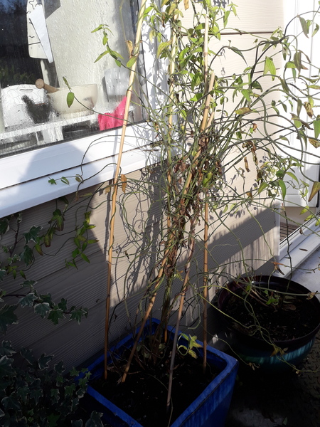 How do I save my jasmine?